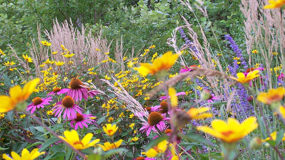 Mostly Native Plants Give Color, Form and Texture Year-Round