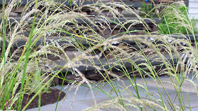 The Beauty of Ornamental Grasses Softens the Space