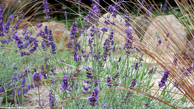In The Backyard, A Simple Combination Of Plants Accentuates The Stonework Beyond