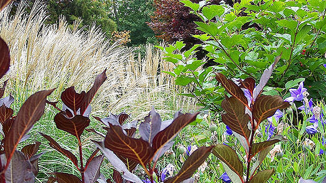 A Mixed Planting Includes Perennials, Grasses, And Shrubs
