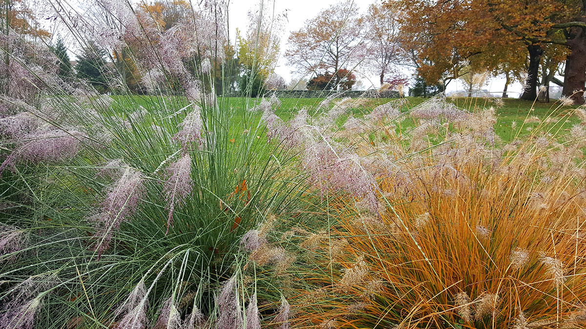 Lovely Ornamental Grasses Add Great Fall Interest