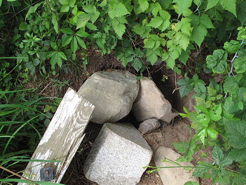 The Woodchuck Tunnel Entrance