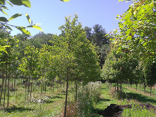 Nyssa sylvatica Forum