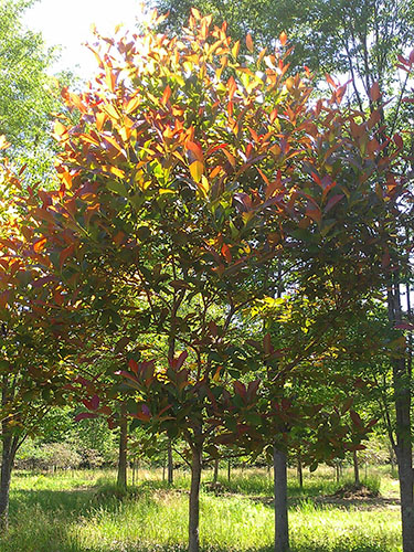 Nyssa sylvatica  Wildfire