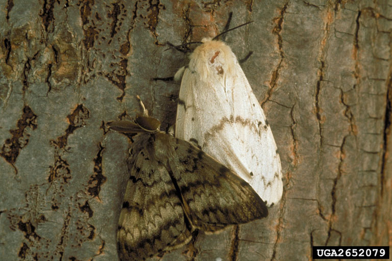Male and Female Gypsy Moth