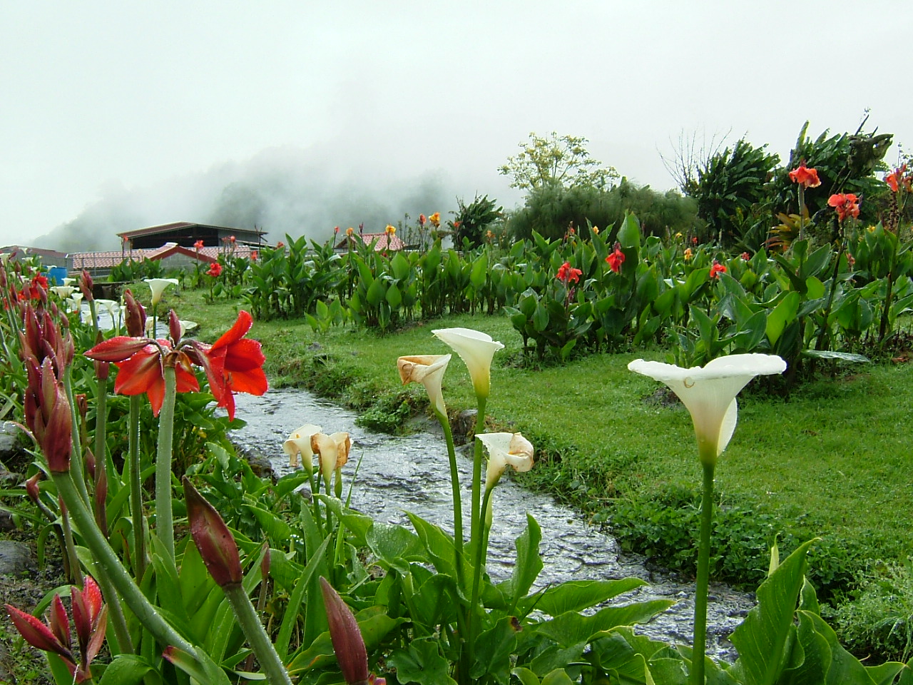 A Cloud Rainforest Garden